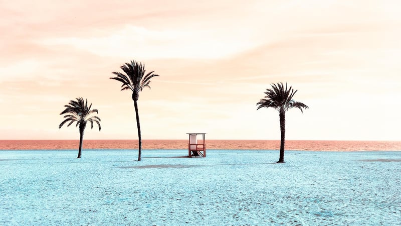 Palm Trees