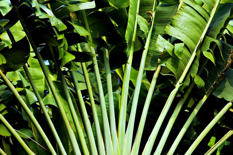 Tropical Colors